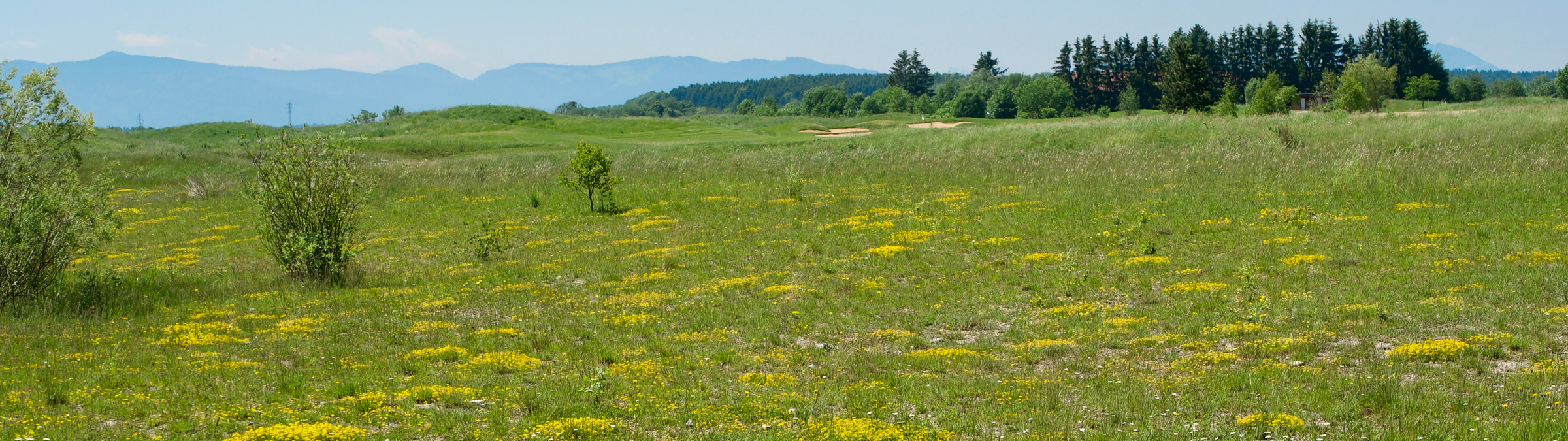 Blühflächen sind Tierparadiese Blühflächen sind Tierparadiese