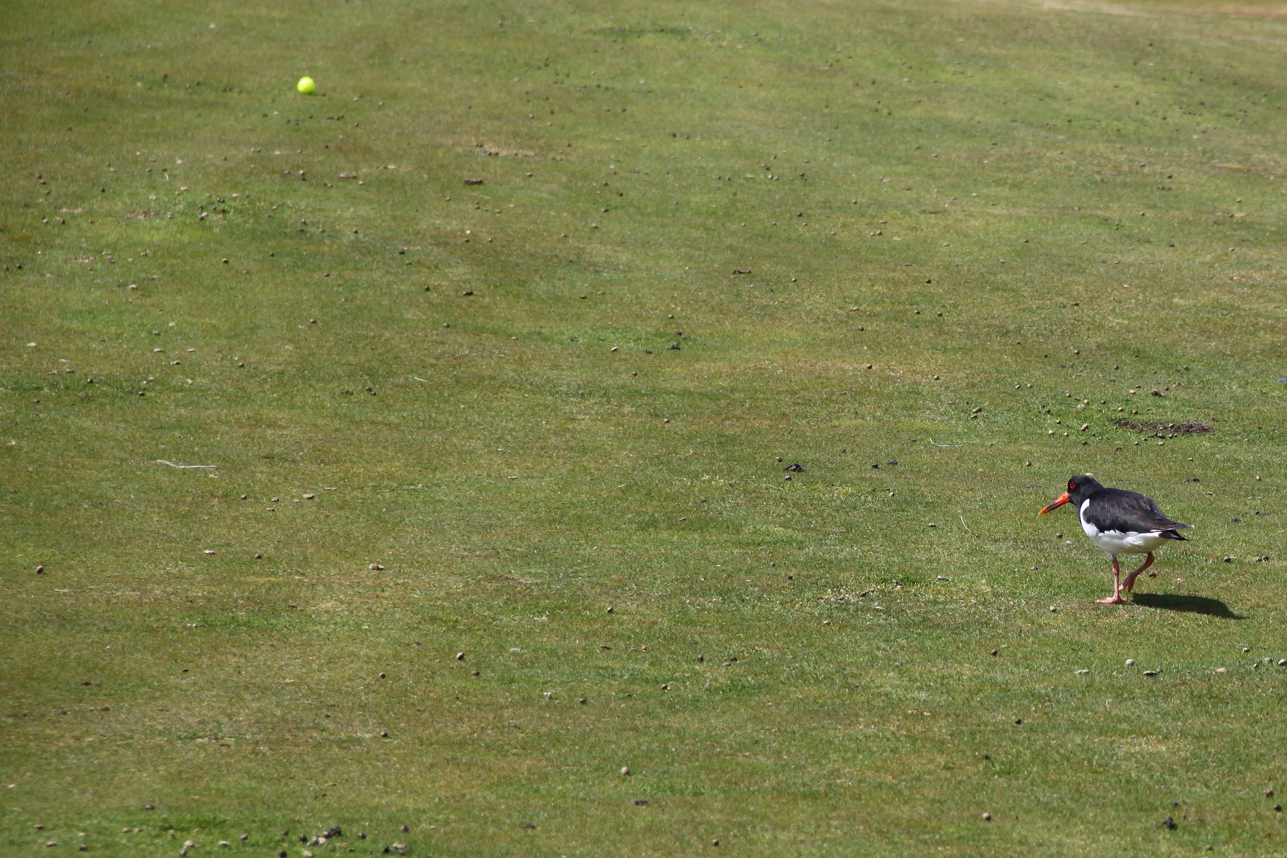 Kein Stress! Du legst doch gar keine gelben Eier.