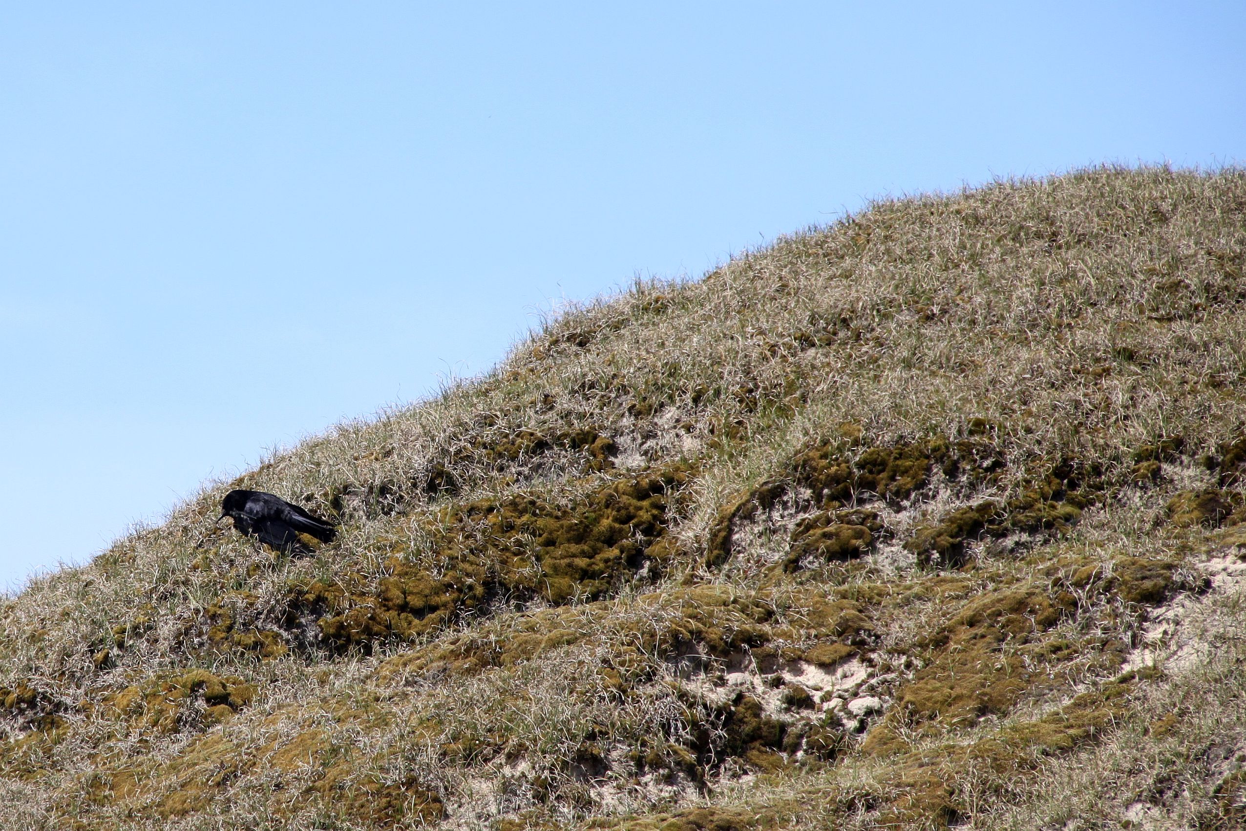 Kaninchenuntermieter Dohle