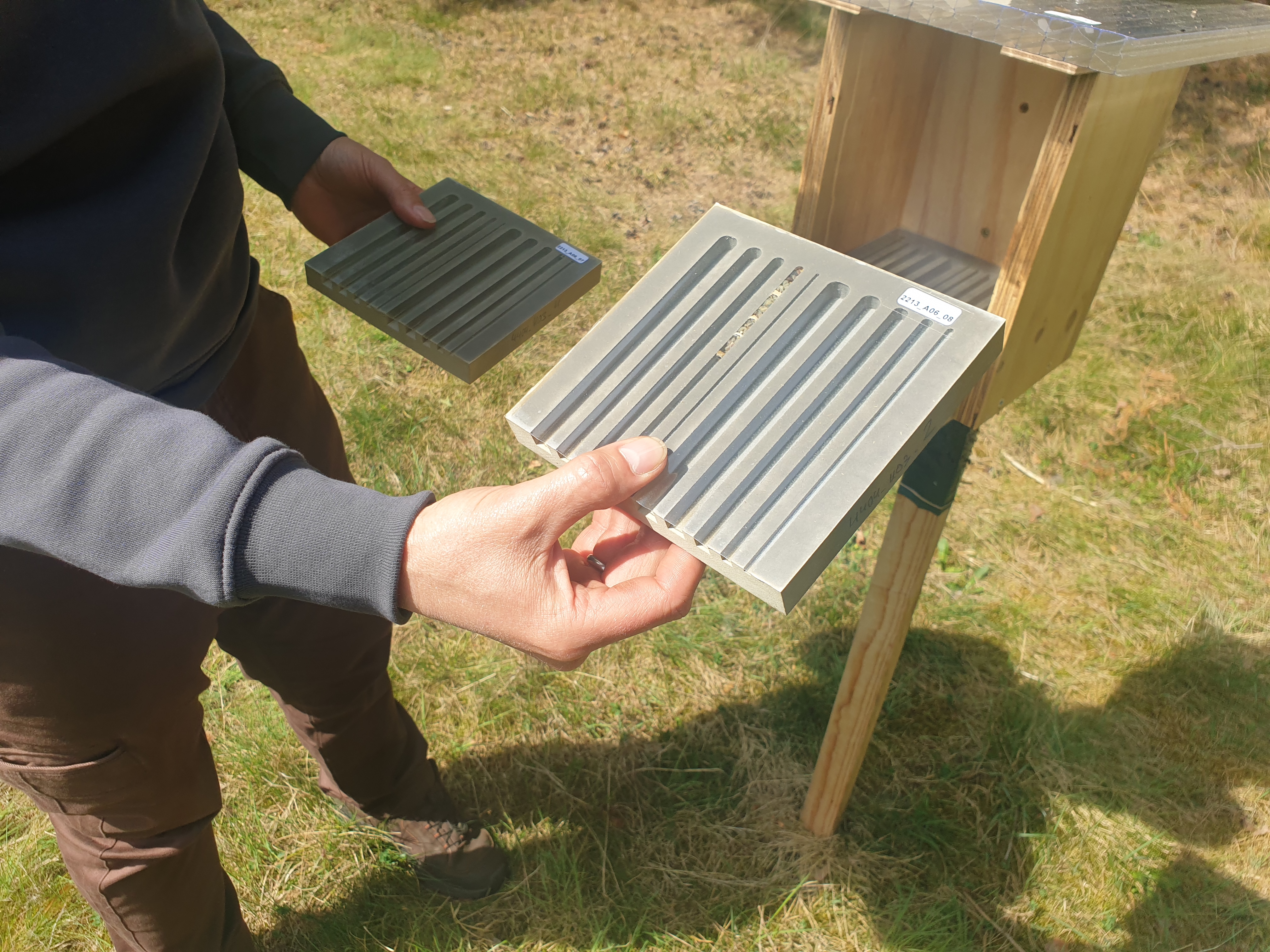 Erste Bewohnerin: die Lehmwespe