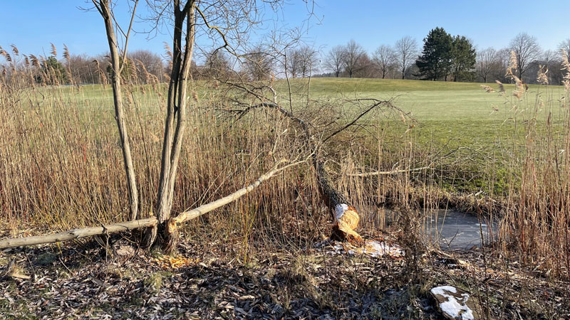 Auch dem Biber gefällt die schöne Anlage (Foto: VcG)