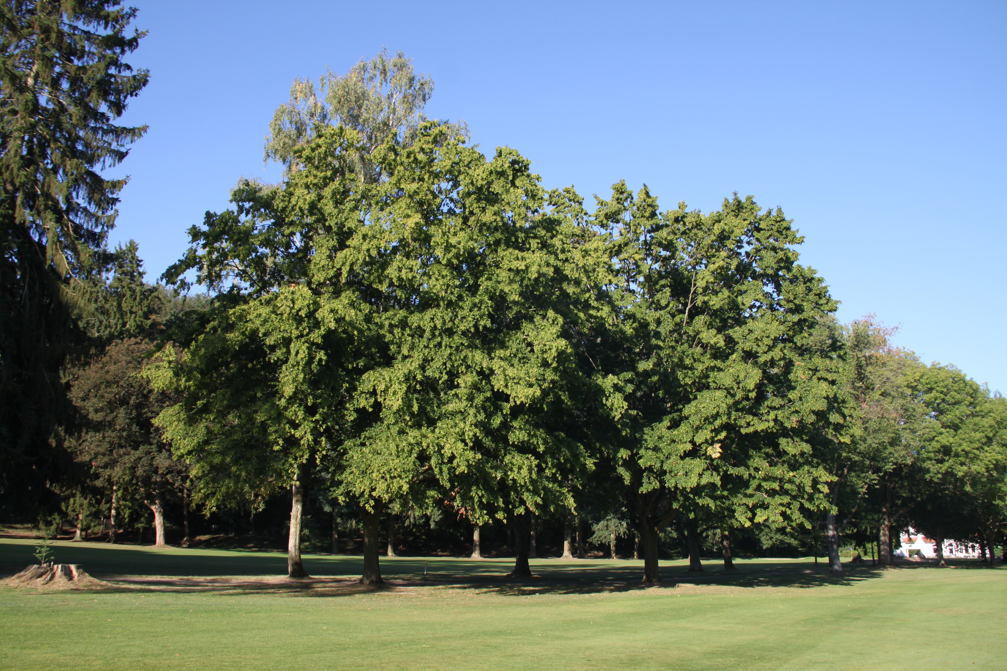 Baumsenioren mit eigenem Nachwuchs